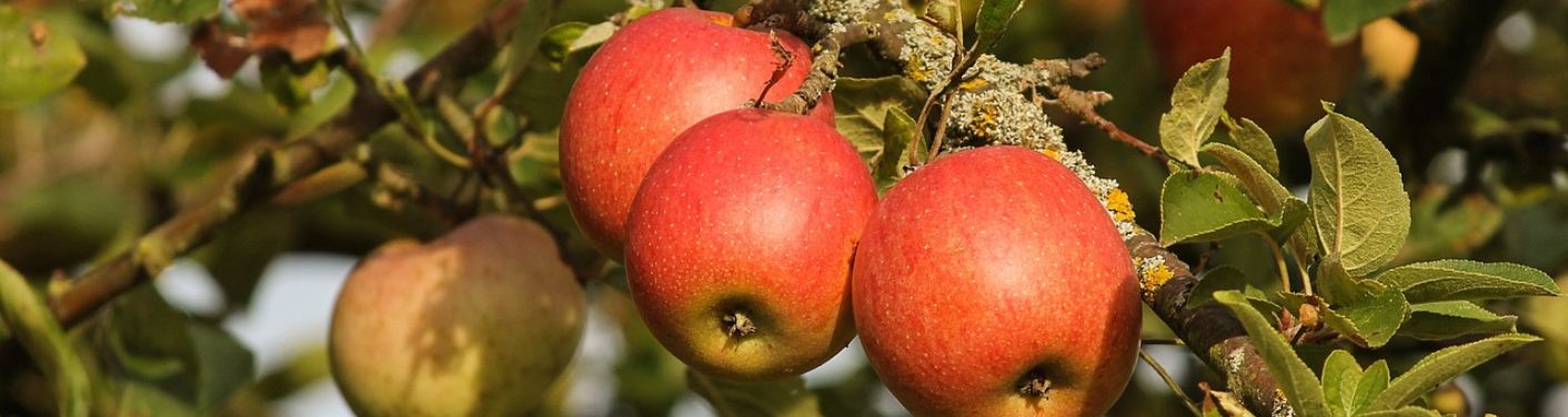Obstbaum richtig schneiden - Bild von roten Äpfeln an einem Apfelbaum 