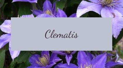 Clematis