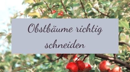 Obstbäume richtig schneiden