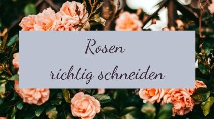 Rosen richtig schneiden